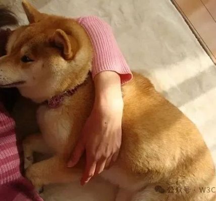 狗狗币原型柴犬去世缩略图