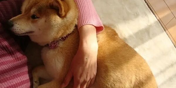 从网红犬到加密传奇：柴犬Kabosu和它引领的MEME文化缩略图